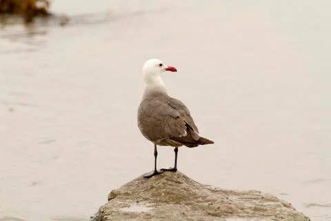 Seagull perched on rock Stock Photos