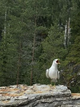 Seagull Perched on a Rock Foto stock