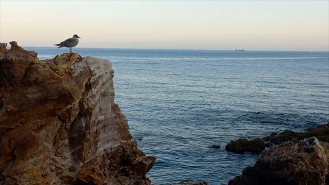 A seagull perched on the rock, under the blue sea water and with little Stock Footage 219454926