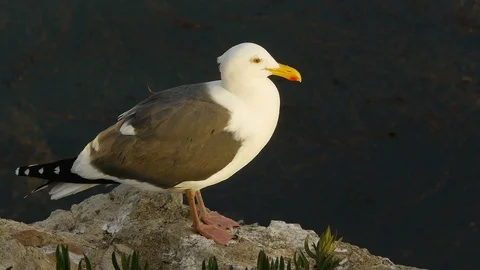 Seagull Perched on Rocks Video stock 90031848