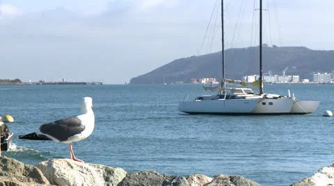 Seagull perched on rocks in harbor and flies off frame Video stock 40824512
