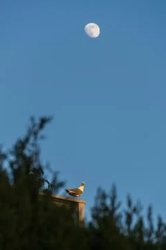 Seagull perched on rooftop below a full moon in clear blue sky Stock Photos