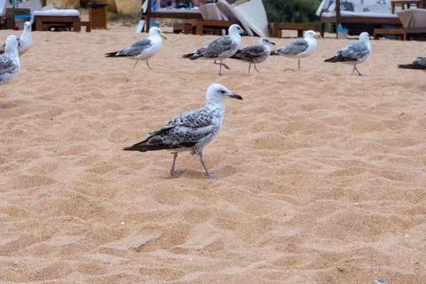 A Seagull Perched on the Sand. Stock Photos