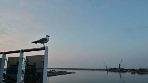 A seagull perched on a ship deck 스톡 동영상 336215640