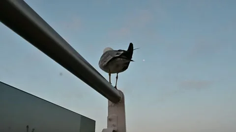 A seagull perched on a ship deck Video stock 336215693