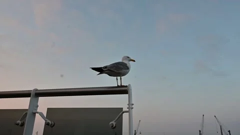 A seagull perched on a ship deck Video stock 336215708