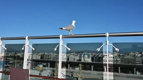 A seagull perched on a ship deck railing with the sea in the background Vídeo Stock 336216130
