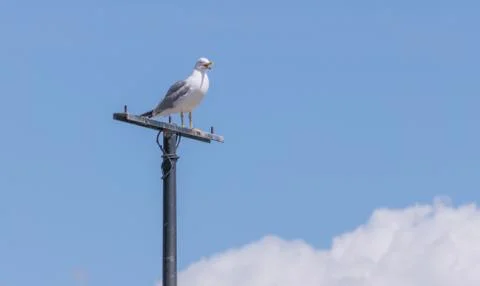 Seagull perched squawking with sky background Stock Photos