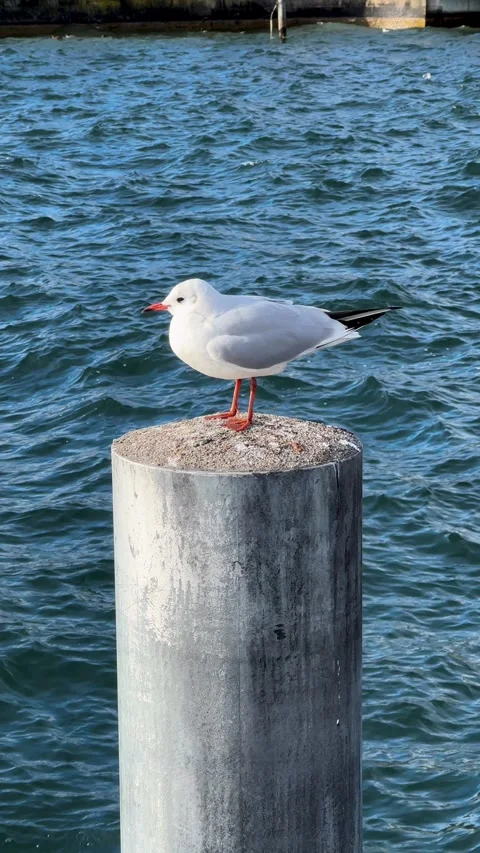 Seagull perched standing on harbor piling. Stock Footage 303717764