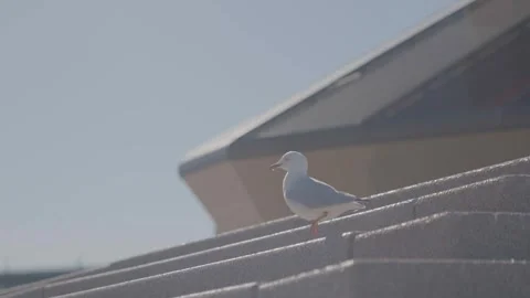 Seagull Perched on Steps Outside Modern Building in Sydney, Australia Stock Footage 345721181