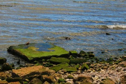 Seagull perched on a stone with algae Stock Photos