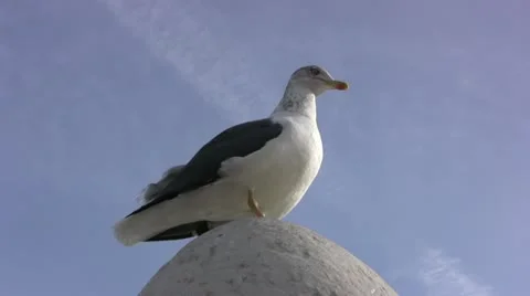 Seagull perched on stone wall Stock-Footage 20021905