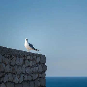Seagull perched on a stone wall Stock Photos