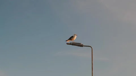 Seagull perched on streetlight under clear blue sky in the afternoon Stock Footage 306393909
