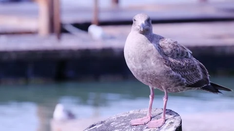 A seagull is perched on a tall post by the waters edge, creating a beautiful 스톡 동영상 306042323