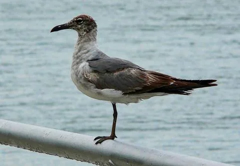 A seagull perched on top of a railing Stock Photos