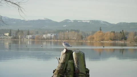 Seagull Perched on a Tranquil Lakeshore Stock Footage 301096389