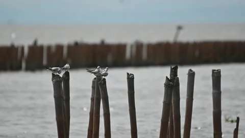 Seagull perched on a tree stump by the sea Video stock 140114697
