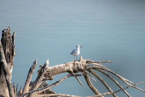 Seagull perched on a tree trunk with many branches dry and dead on a lake wit Stock Photos