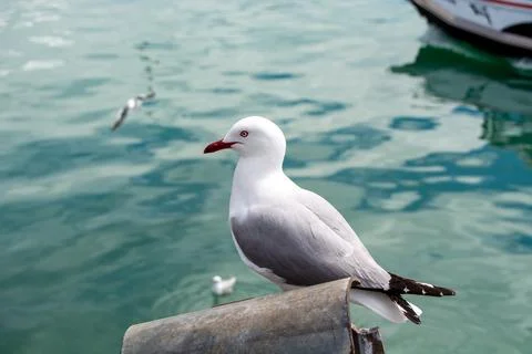 Seagull Perched by the Water Stock Photos