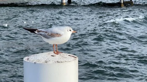 Seagull perched on white post blown by a strong wind from the sea. Stock Footage 304087807