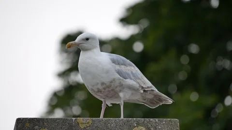 Seagull perched on a windy day Stock Footage 105834414