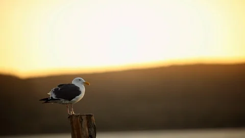 A seagull perched on a wooden post at sunset. Stock Footage 88367447