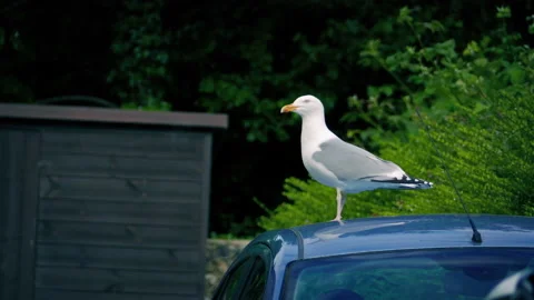 Seagull Perches On Car And Squawks Stock Footage 196821997