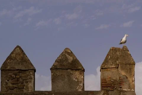 Seagull Perching on a Brick Wall Stock Photos