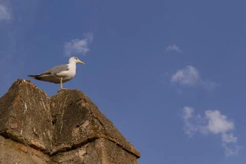 Seagull Perching on a Brick Wall Stock Photos