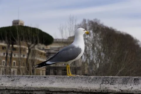 Seagull perching on the bridge wall Stock-Fotos