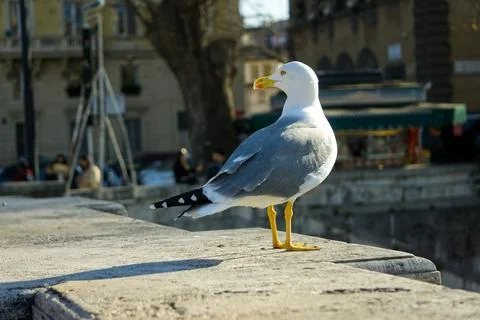 Seagull perching on the bridge wall Stock-Fotos