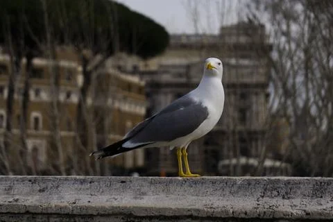 Seagull perching on the bridge wall Stock-Fotos
