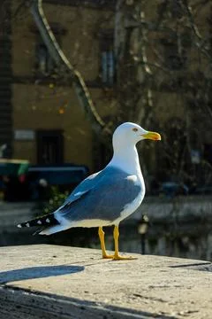 Seagull perching on the bridge wall Stock-Fotos
