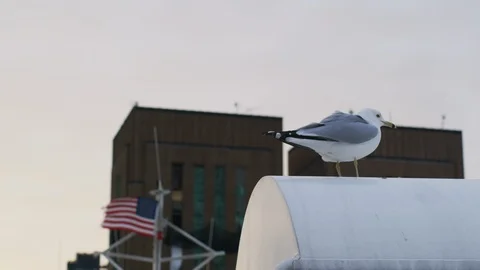 Seagull perching in the harbor Stock Footage 100048052