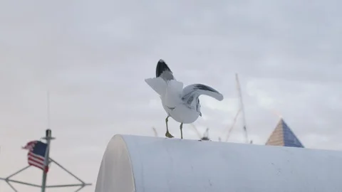 Seagull perching on the mailbox against the waving American flag Stock Footage 102165319