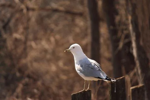 Seagull perching Stock Photos
