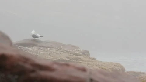 Seagull perching on pink rocks Stock Footage 221189945