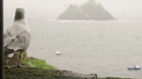 Seagull perching on rocky cliff Stock Footage 108732275