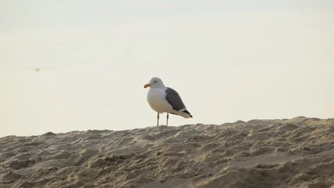 Seagull perching on sand dune on beach Stock Footage 108544197