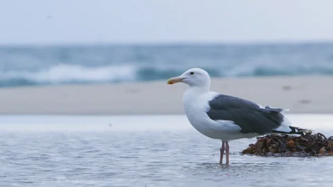 Seagull perching on the sea coast Stock Footage 109264196
