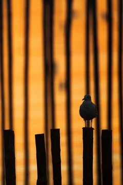 Seagull is perching on the stump at sunset. Foto stock