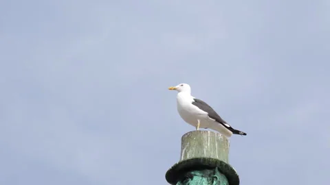 Seagull perching on top hat of old statue of man and looking around. Stock Footage 299709998