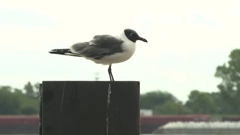 Seagull perching on a wooden post Stock Footage 84508345