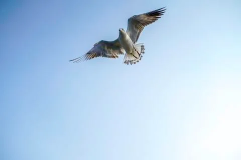 SEAGULL PHASE Foto stock