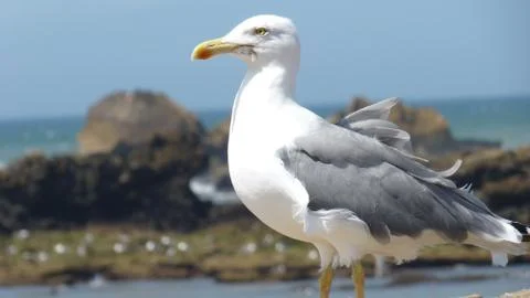 Seagull Фото