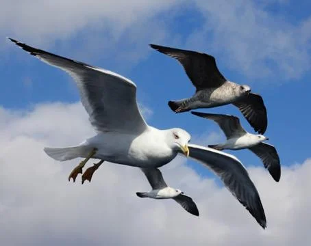 Seagull Stock Photos