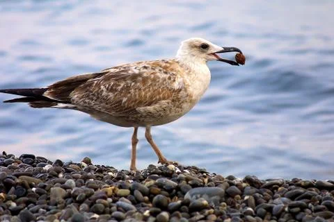 Seagull Stock Photos