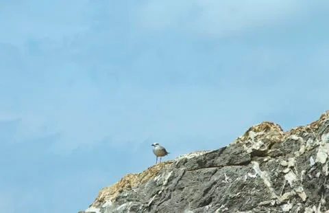 Seagull Stock Photos