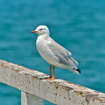 Seagull Stock Photos